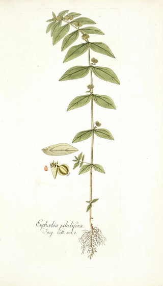 Nikolaus Joseph Freiherr von Jacquin - Euphorbia pilulifera.webp