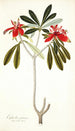 Euphorbia punicea - Nikolaus Joseph Freiherr von Jacquin — artwork view