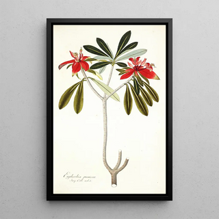 Nikolaus Joseph Freiherr von Jacquin - Euphorbia punicea.webp