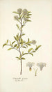 Fothergilla gardeni - Nikolaus Joseph Freiherr von Jacquin — vista de la obra