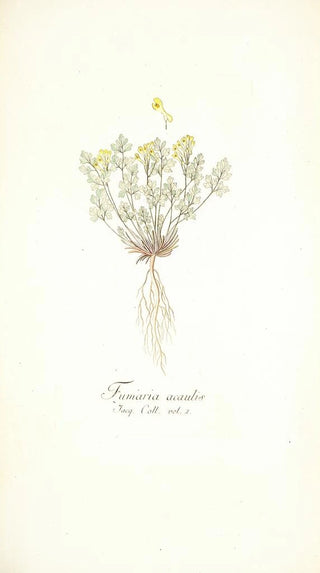 Nikolaus Joseph Freiherr von Jacquin - Fumaria acaulis.webp