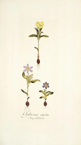 Nikolaus Joseph Freiherr von Jacquin - Galaxia ovata.webp