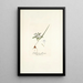 Galaxia plicata - Nikolaus Joseph Freiherr von Jacquin — framed artwork on a wall