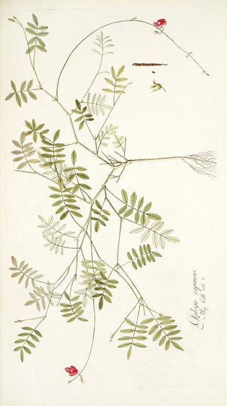 Nikolaus Joseph Freiherr von Jacquin - Galega capensis.webp