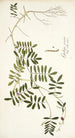Galega cinerea - Nikolaus Joseph Freiherr von Jacquin — vista de la obra