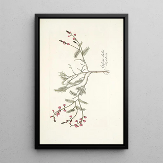 Nikolaus Joseph Freiherr von Jacquin - Galega dubia.webp