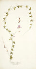 Galega filiformis - Nikolaus Joseph Freiherr von Jacquin — vista de la obra
