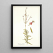 Gaura fruticosa - Nikolaus Joseph Freiherr von Jacquin — cuadro enmarcado en la pared