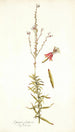 Gaura fruticosa - Nikolaus Joseph Freiherr von Jacquin — vista de la obra