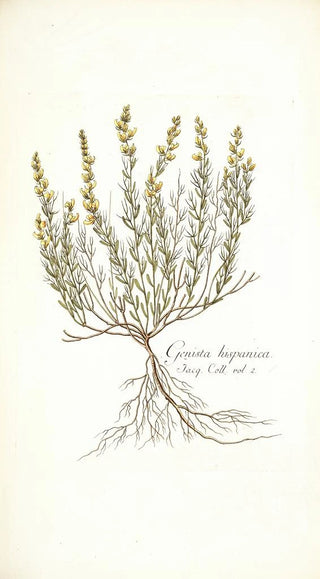 Nikolaus Joseph Freiherr von Jacquin - Genista hispanica.webp