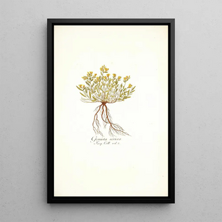 Nikolaus Joseph Freiherr von Jacquin - Genista sericea.webp