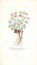 Geranium argenteum - Nikolaus Joseph Freiherr von Jacquin — artwork view