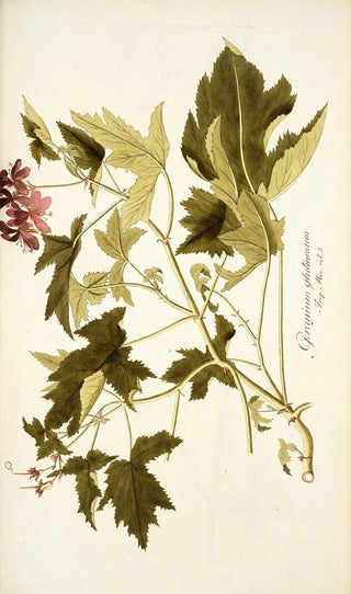 Nikolaus Joseph Freiherr von Jacquin - Geranium glutinosum.webp