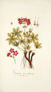Geranium macrorrhizum - Nikolaus Joseph Freiherr von Jacquin — vista de la obra