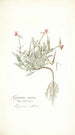 Geranium ovatum - Nikolaus Joseph Freiherr von Jacquin — vista de la obra