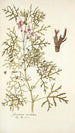 Geranium revolutum - Nikolaus Joseph Freiherr von Jacquin — vista de la obra