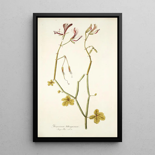 Nikolaus Joseph Freiherr von Jacquin - Geranium tetragonum.webp