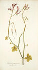Geranium tetragonum - Nikolaus Joseph Freiherr von Jacquin — vista de la obra