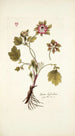 Geum hybridum - Nikolaus Joseph Freiherr von Jacquin — vista de la obra