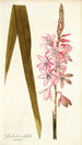 Gladioli iridifolii - Nikolaus Joseph Freiherr von Jacquin — vista de la obra