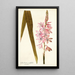 Gladioli iridifolii - Nikolaus Joseph Freiherr von Jacquin — cuadro enmarcado en la pared