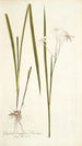 Gladioli longiflori varietas - Nikolaus Joseph Freiherr von Jacquin — vista de la obra