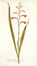 Gladioli meriani varietas - Nikolaus Joseph Freiherr von Jacquin — vista de la obra