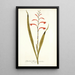 Gladioli meriani varietas - Nikolaus Joseph Freiherr von Jacquin — cuadro enmarcado en la pared