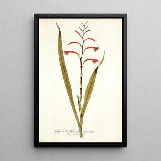 Nikolaus Joseph Freiherr von Jacquin - Gladioli meriani varietas.webp