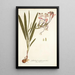 Gladioli tubati varietas - Nikolaus Joseph Freiherr von Jacquin — cuadro enmarcado en la pared