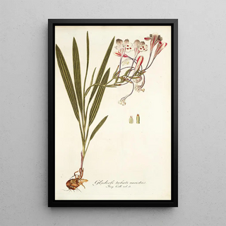 Nikolaus Joseph Freiherr von Jacquin - Gladioli tubati varietas.webp