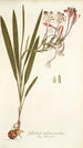 Gladioli tubati varietas - Nikolaus Joseph Freiherr von Jacquin — vista de la obra