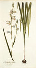 Gladiolus alatus - Nikolaus Joseph Freiherr von Jacquin — vista de la obra