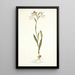Gladiolus albidus - Nikolaus Joseph Freiherr von Jacquin | Cuadro — cuadro enmarcado en la pared
