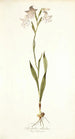 Gladiolus albidus - Nikolaus Joseph Freiherr von Jacquin | Cuadro — vista de la obra