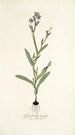 Gladiolus anceps - Nikolaus Joseph Freiherr von Jacquin — vista de la obra
