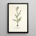 Gladiolus anceps - Nikolaus Joseph Freiherr von Jacquin — cuadro enmarcado en la pared