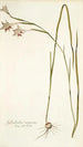 Gladiolus angustus - Nikolaus Joseph Freiherr von Jacquin — vista de la obra