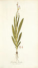 Gladiolus bicolor - Nikolaus Joseph Freiherr von Jacquin — vista de la obra