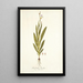 Gladiolus bicolor - Nikolaus Joseph Freiherr von Jacquin — cuadro enmarcado en la pared