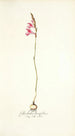 Gladiolus brevifolius - Nikolaus Joseph Freiherr von Jacquin — vista de la obra