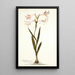Gladiolus carneus - Nikolaus Joseph Freiherr von Jacquin — cuadro enmarcado en la pared