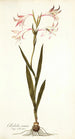 Gladiolus carneus - Nikolaus Joseph Freiherr von Jacquin — vista de la obra