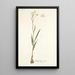 Gladiolus crispus - Nikolaus Joseph Freiherr von Jacquin — cuadro enmarcado en la pared