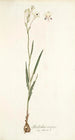 Gladiolus crispus - Nikolaus Joseph Freiherr von Jacquin — vista de la obra