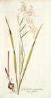 Gladiolus cuspidatus - Nikolaus Joseph Freiherr von Jacquin — vista de la obra