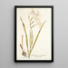 Gladiolus cuspidatus - Nikolaus Joseph Freiherr von Jacquin — cuadro enmarcado en la pared