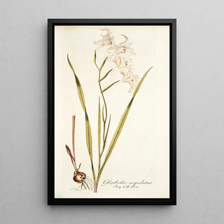 Nikolaus Joseph Freiherr von Jacquin - Gladiolus cuspidatus.webp