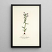 Gladiolus fissifolius - Nikolaus Joseph Freiherr von Jacquin — cuadro enmarcado en la pared