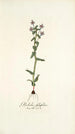 Gladiolus fissifolius - Nikolaus Joseph Freiherr von Jacquin — vista de la obra